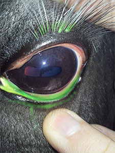 Augenheilkunde - Prüfung auf Hornhautverletzung